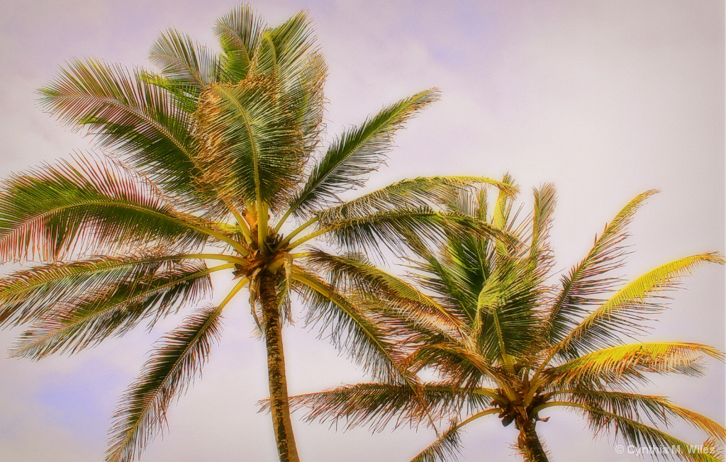 Pair of Palms - ID: 15512299 © Cynthia M. Wiles