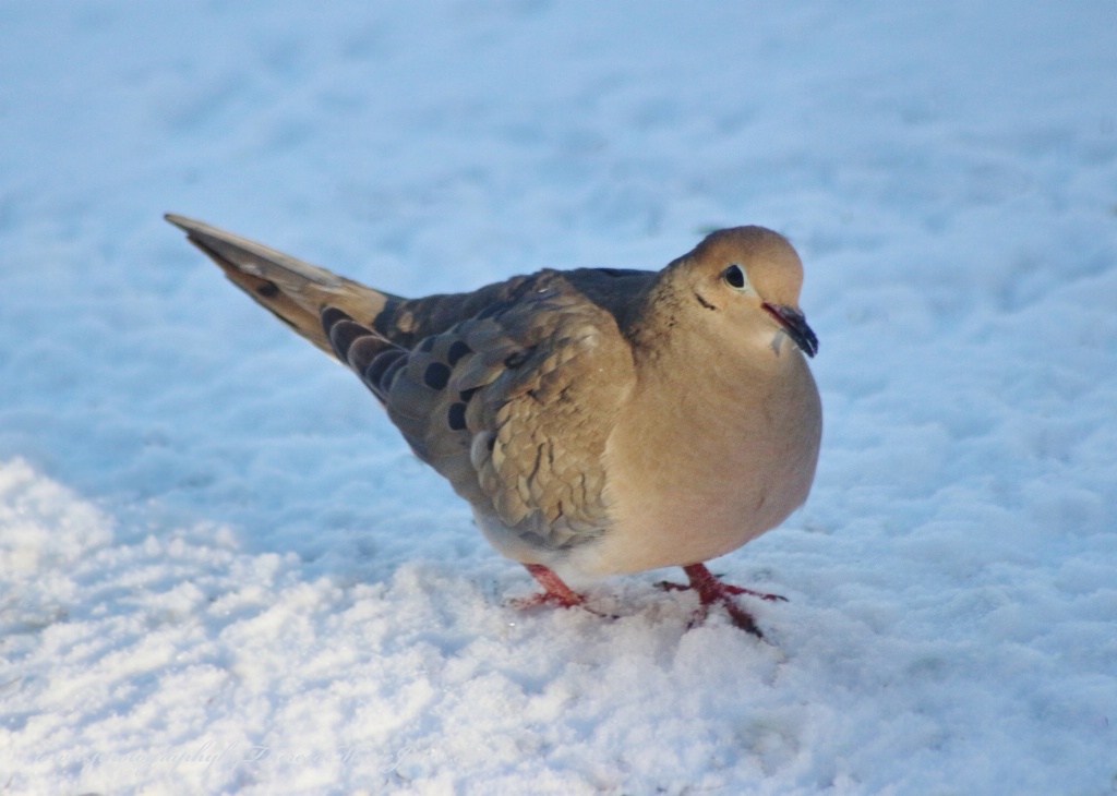 Dove in the Snow