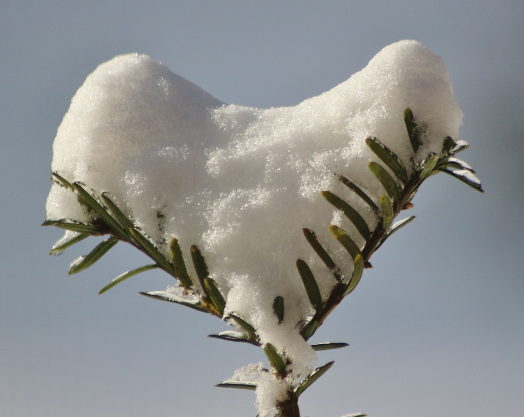 I LOVE SNOW - ID: 15512308 © Theresa Marie Jones