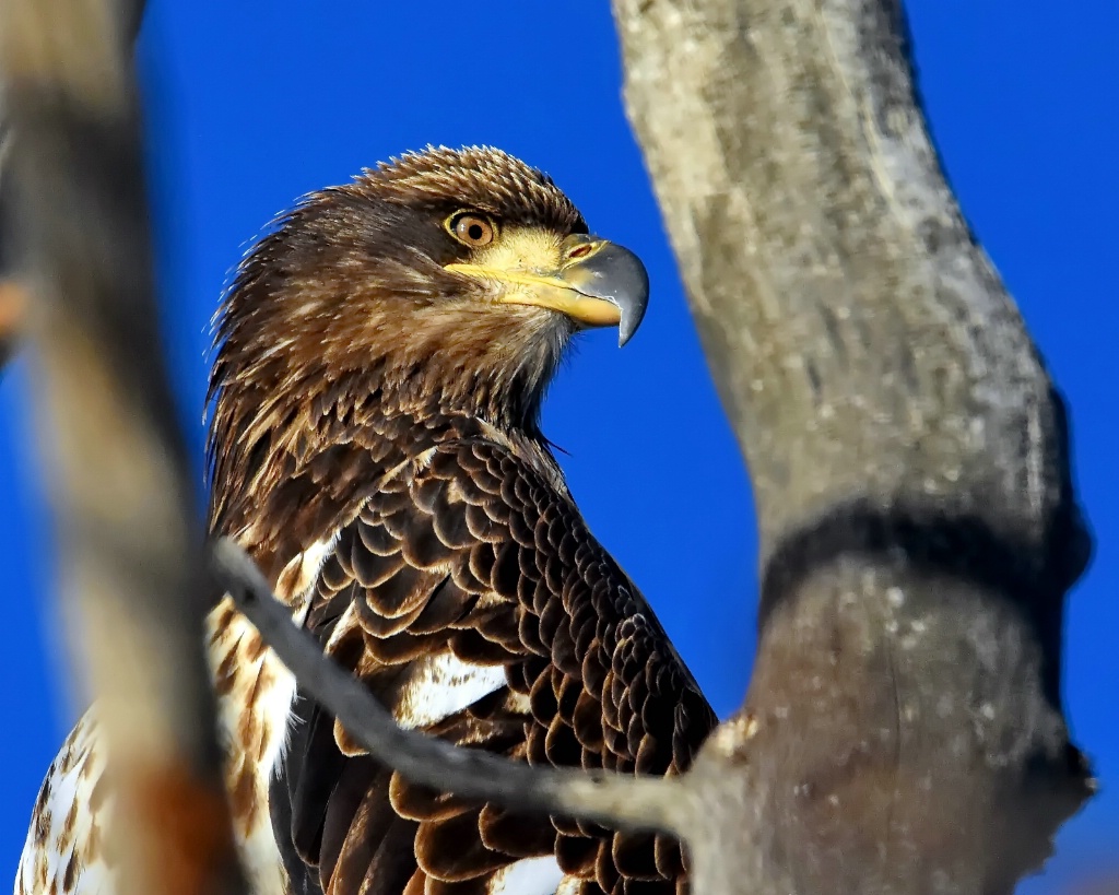 The Young Bald Eagle