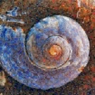 Weathered Shell M...