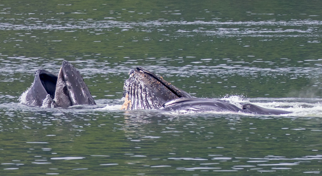 Bubble Net Feeding Humpbacks