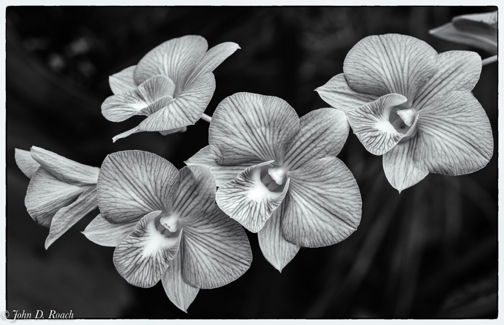 Orchids in Monochrome