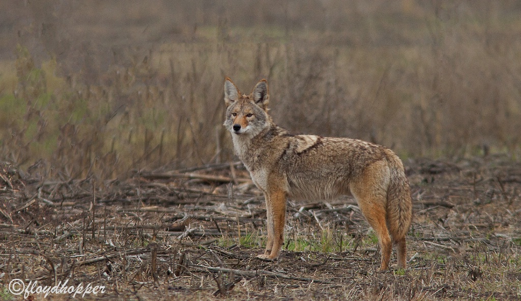 Coyote Standing Alert