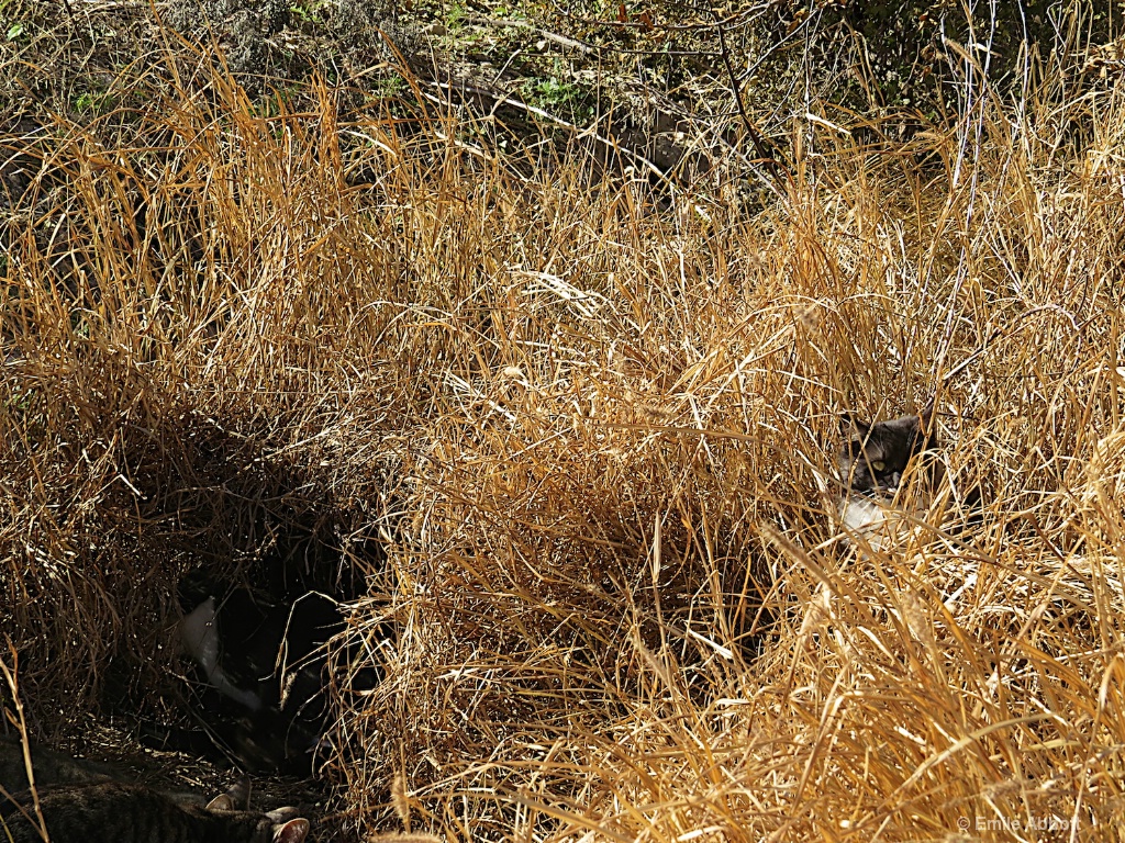 Feral hiding in the grass