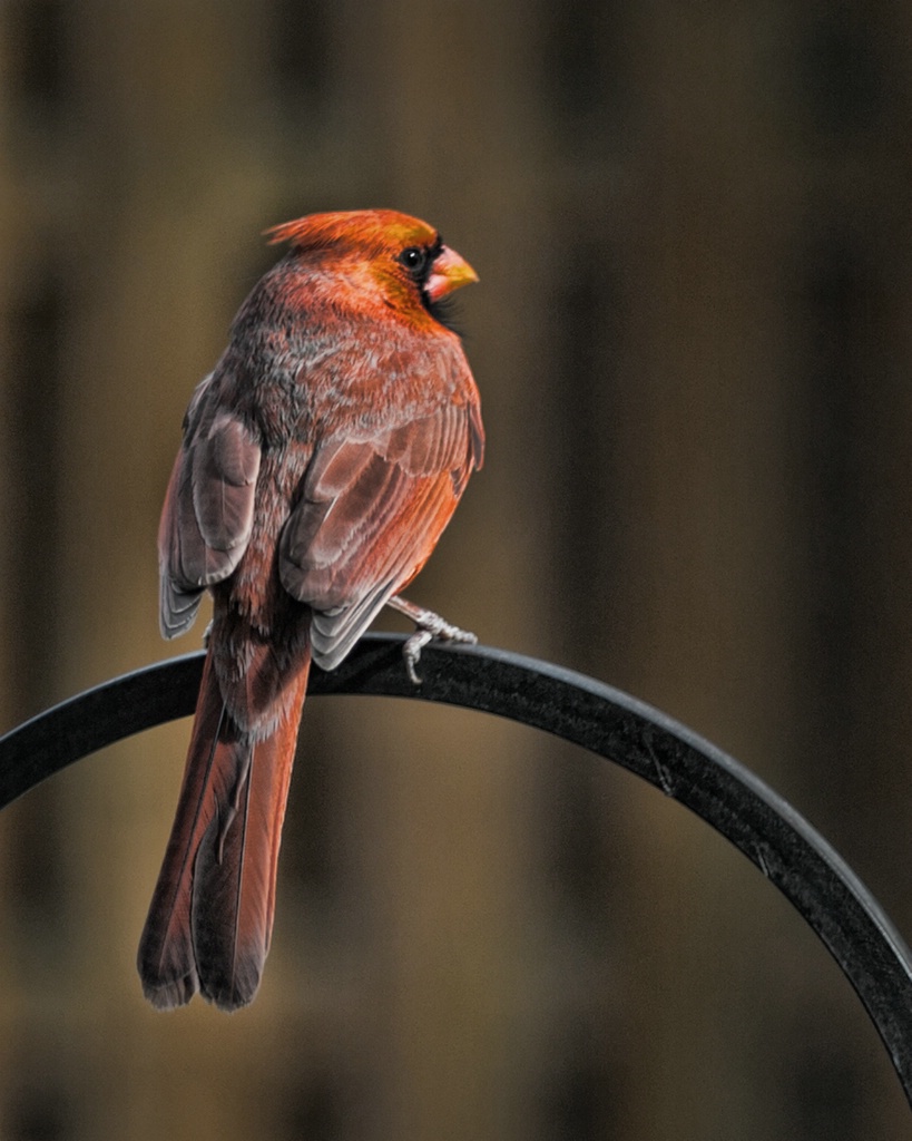 American Cardinal