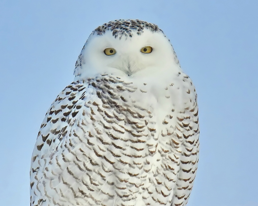 The Snowy Owl