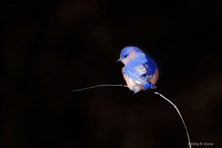 The Bluebird on a Curved Branch 1