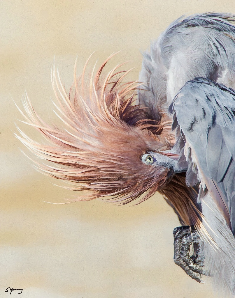 Reddish Egret Preening; Ft. DeSoto Park, FL