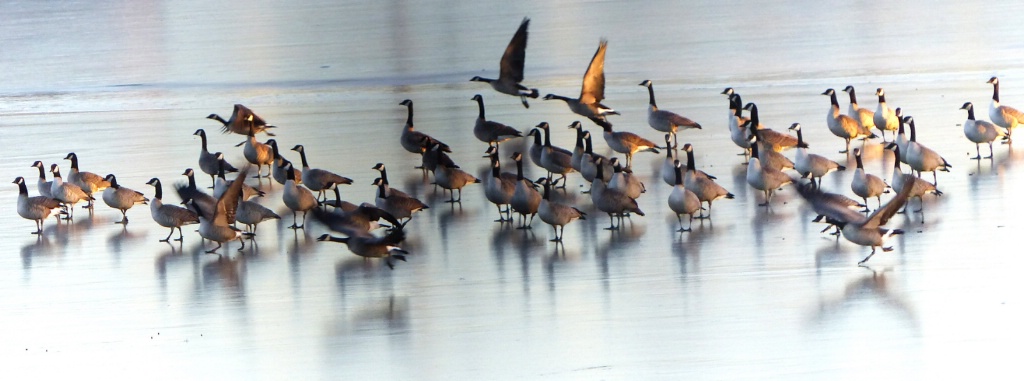 Geese Taking Off From Ice
