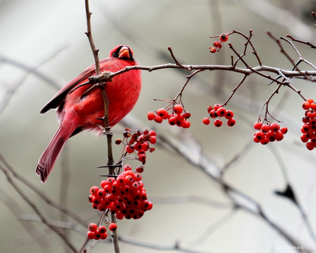 Bird & Berries