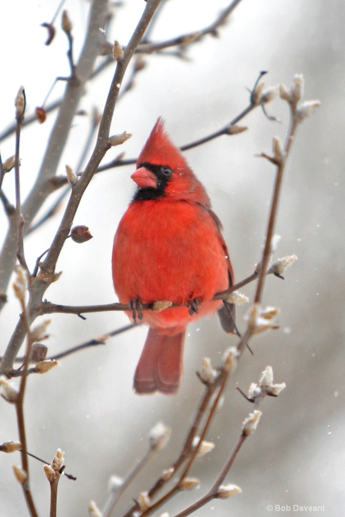 redbird