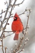 redbird