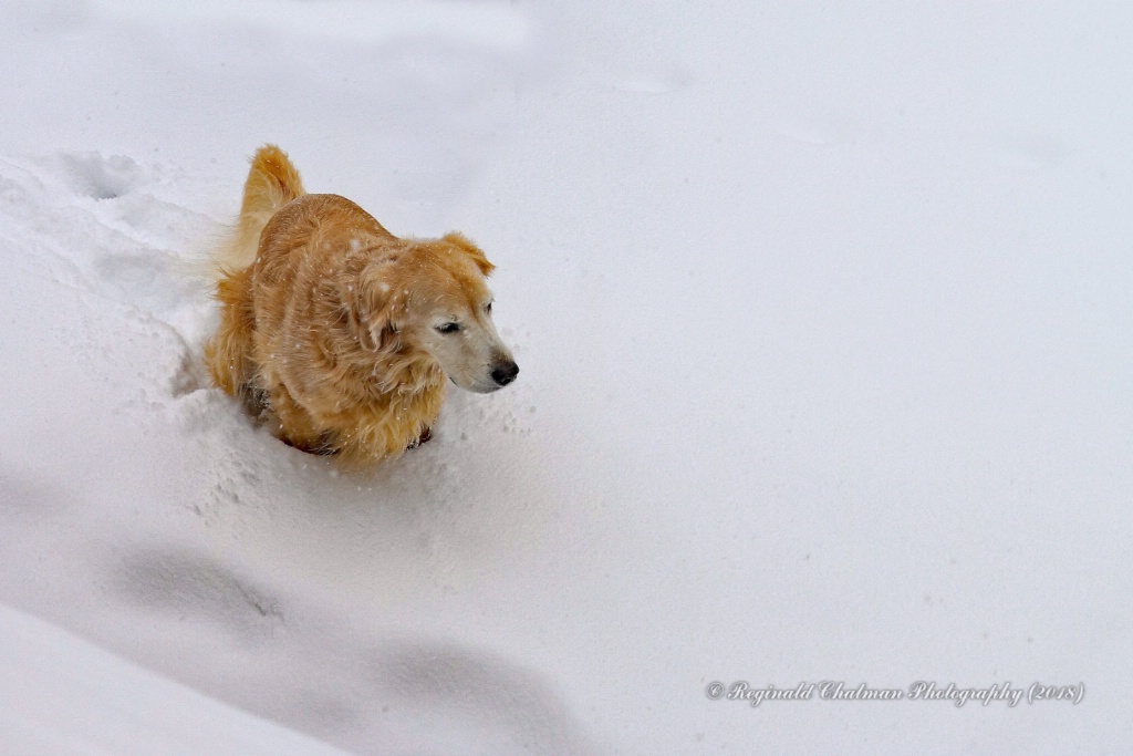 Snow Dog