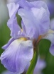 Breezy Iris
