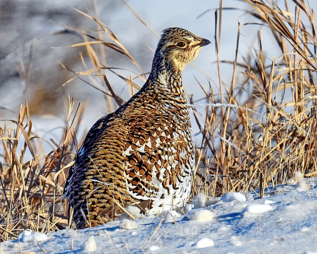 Sharp-Tailed Grouse