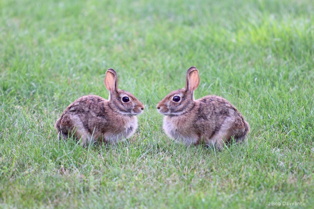 some bunny tolove