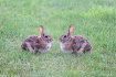 some bunny tolove