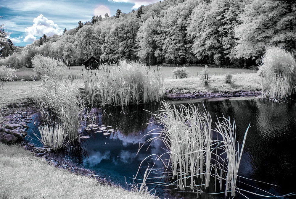 At the Pond (IR)