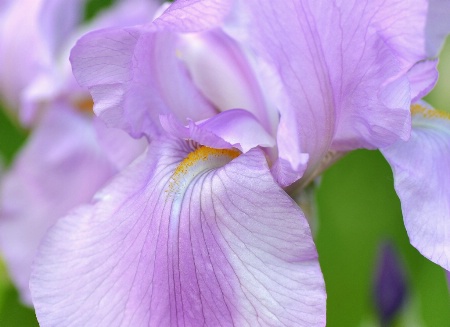 Lavendar Iris