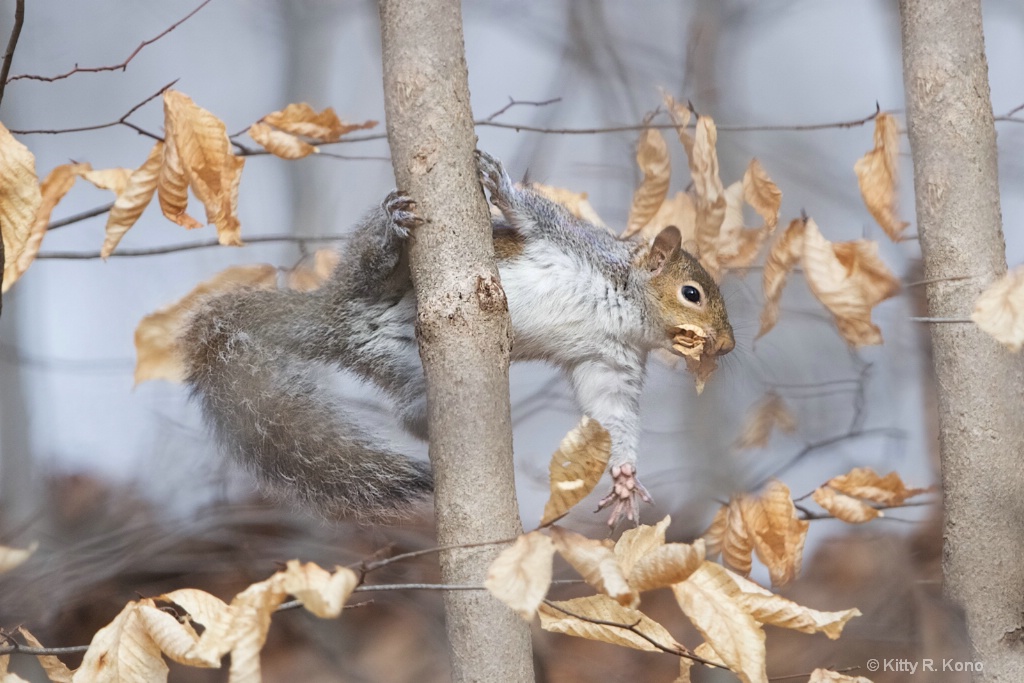 The Squirrel's Hand - ID: 15513491 © Kitty R. Kono