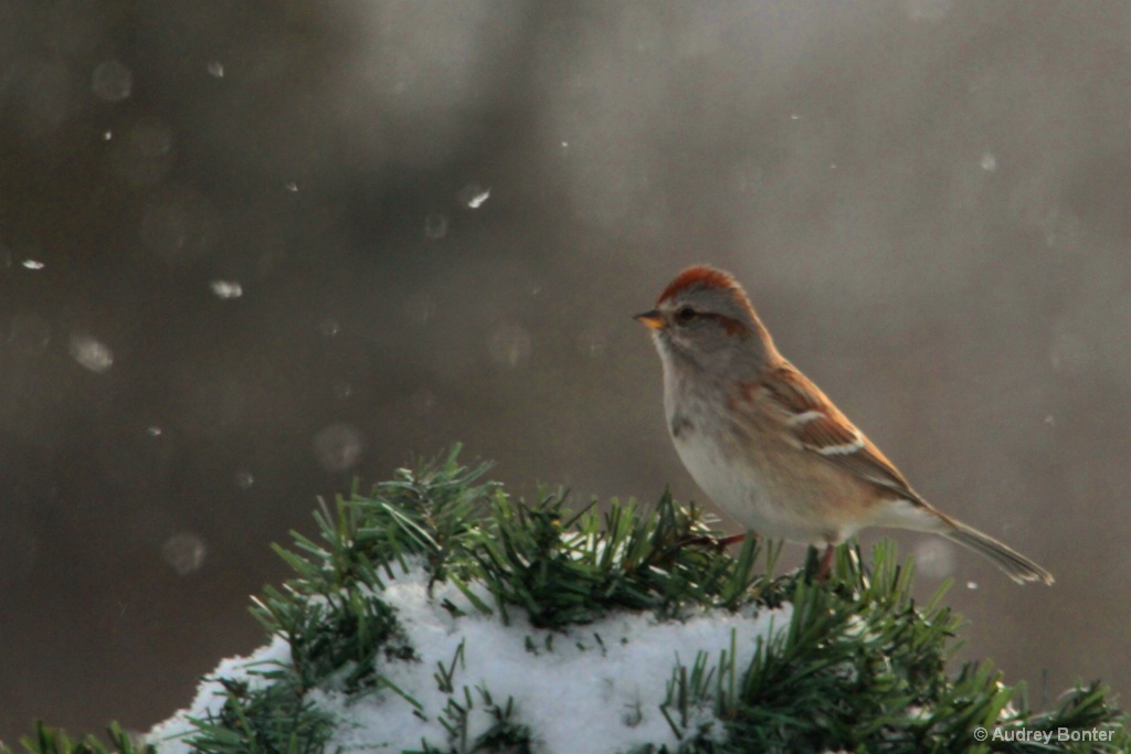 Winter's Quiet Beauty