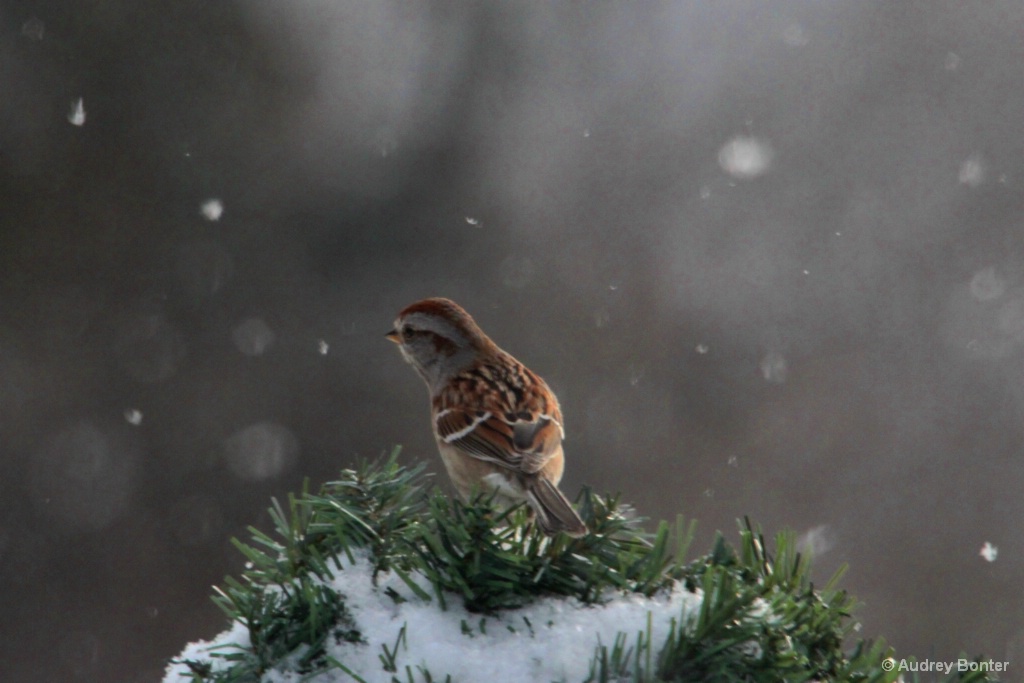 Winter's Quiet Beauty