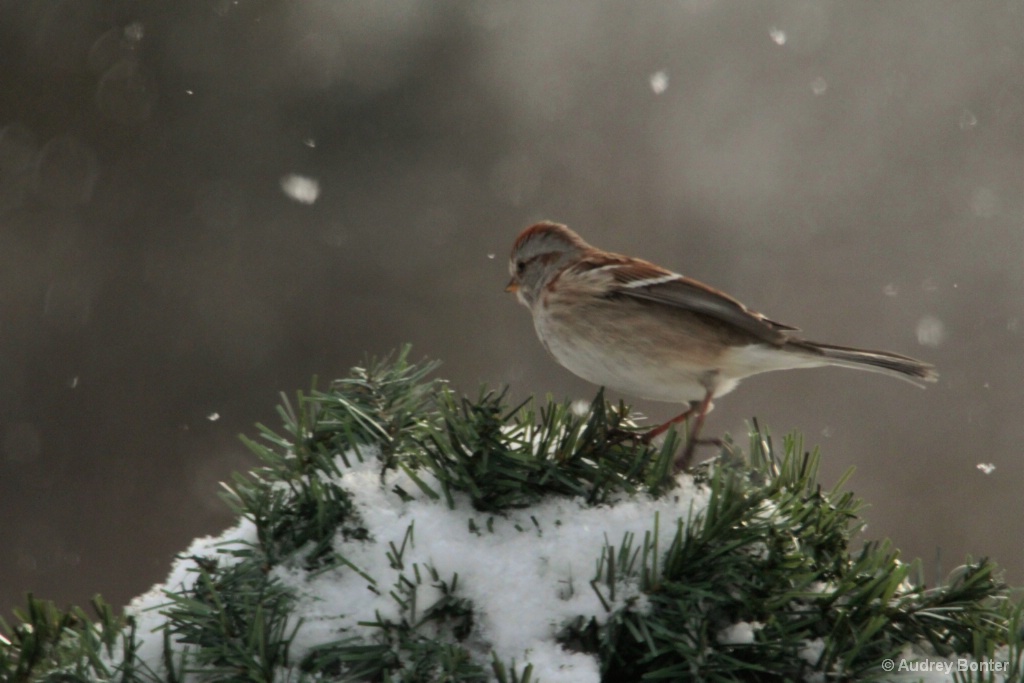 Winter's Quiet Beauty