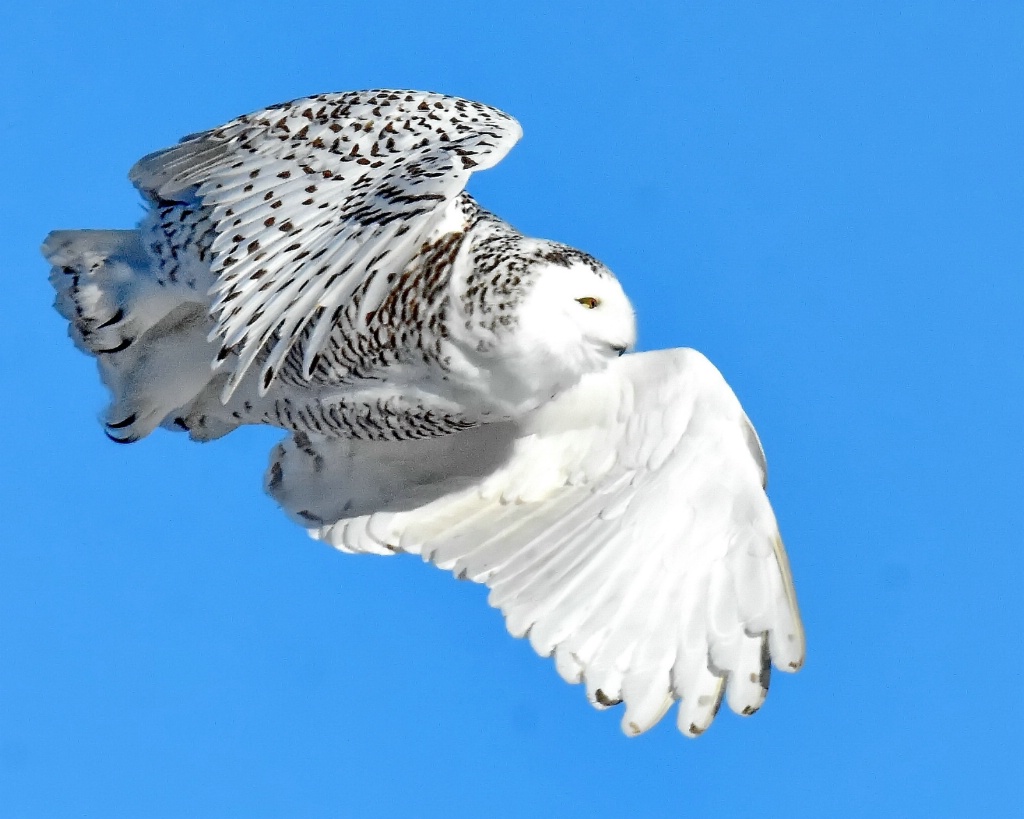 Flight of the Snowy Owl