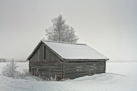 Barn And Birch On The Snowy Fields