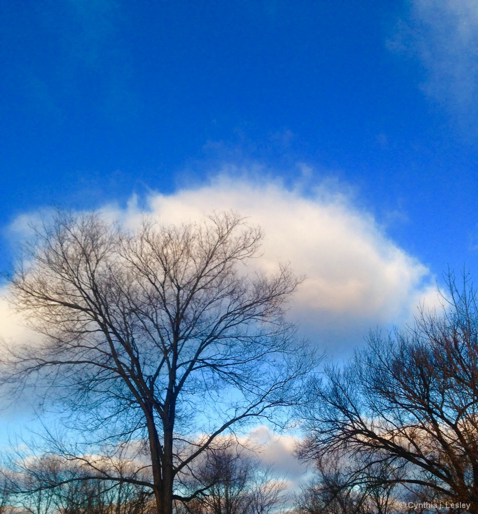 Tree photo in the winter