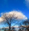 Tree photo in the...
