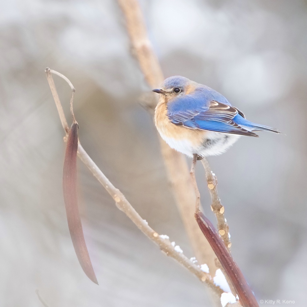 Bluebird in the Snow