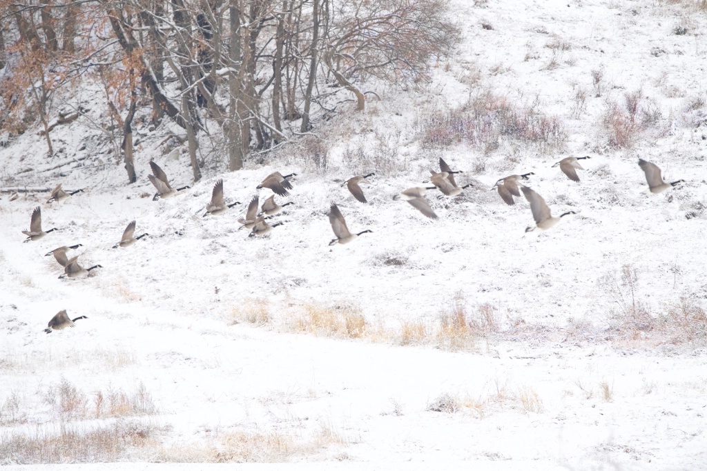 Canada Geese in the Snow