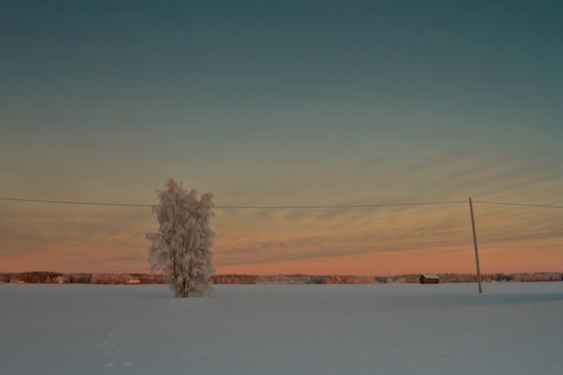 Lonely Tree Covered With Snow