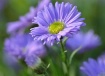 Aster Daze