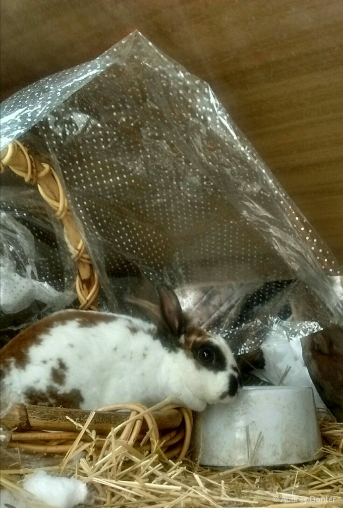 Bunny in a Basket