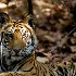 © Sydna Stout PhotoID # 15513813: tigar 1