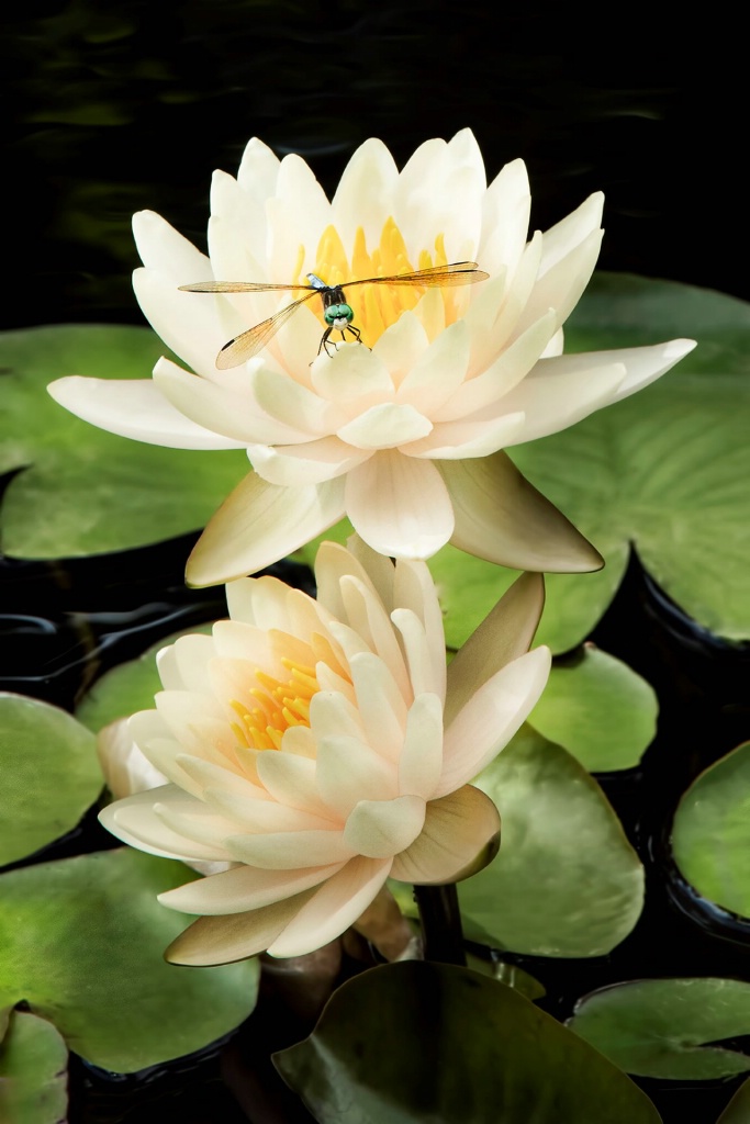 Two Lilies and a Dragonfly