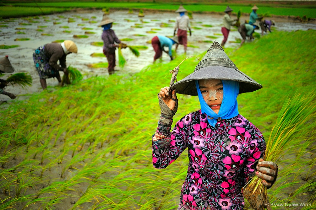 Burmese Lady