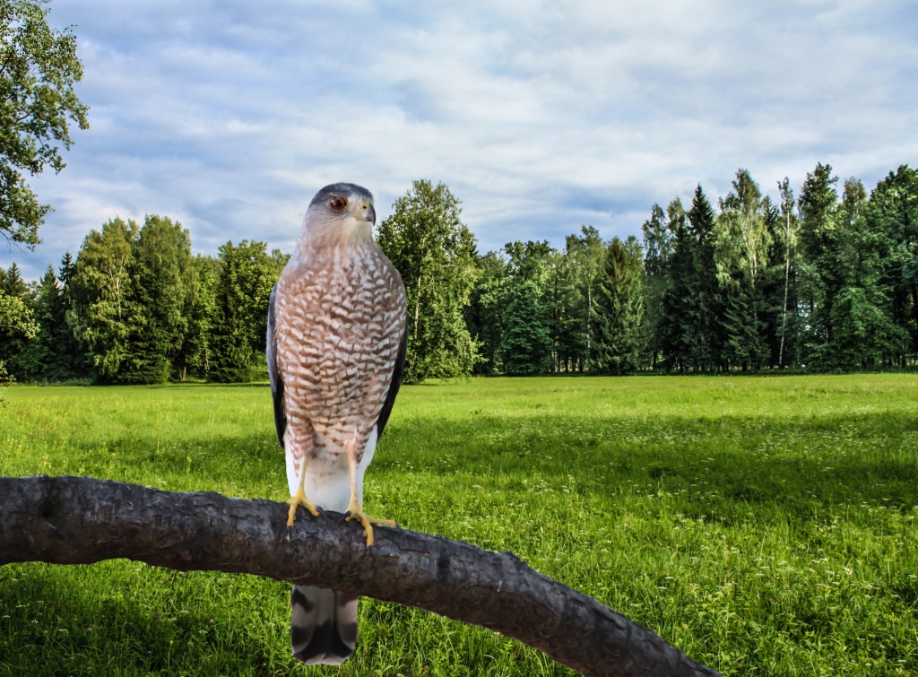 Harro's Hawk