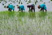 Rainny Season
