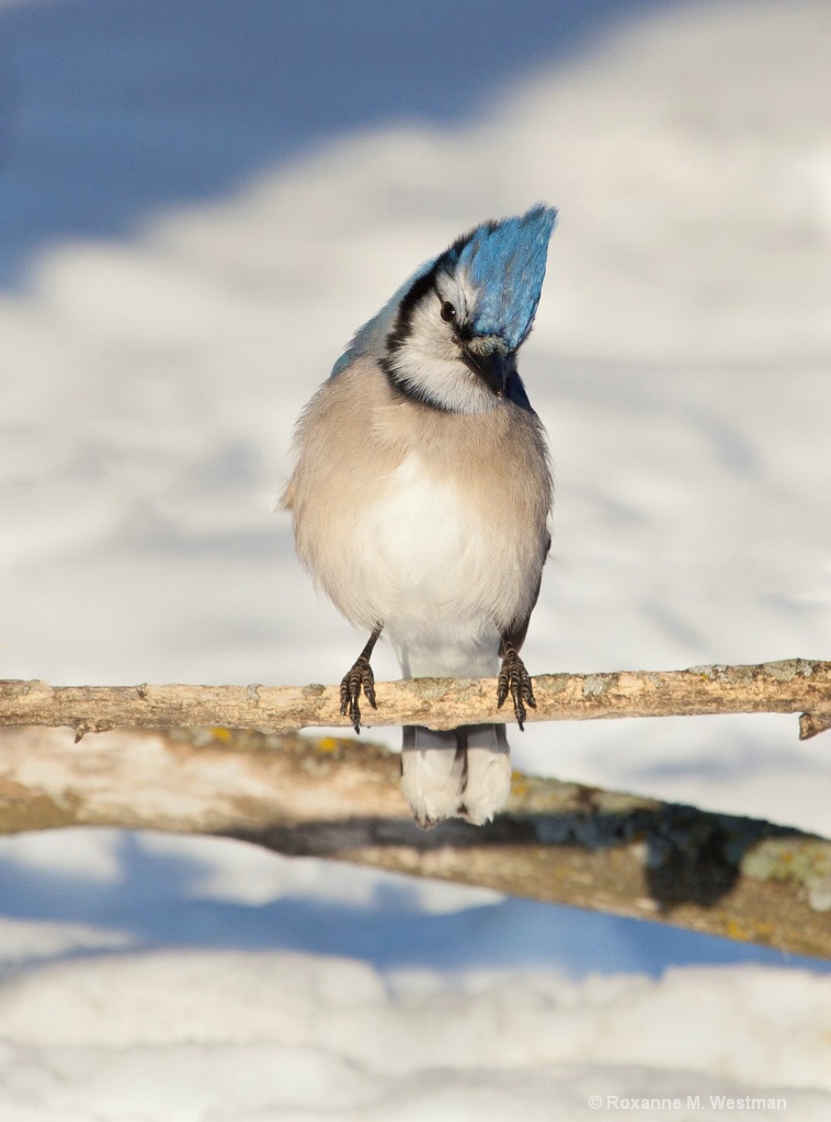 Blue Jay in afternoon snow - ID: 15513940 © Roxanne M. Westman