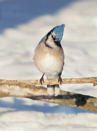 Blue Jay in afternoon snow