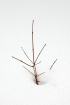 Twig