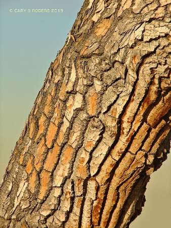 Cottonwood Skin