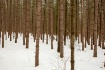 Wooden Sticks