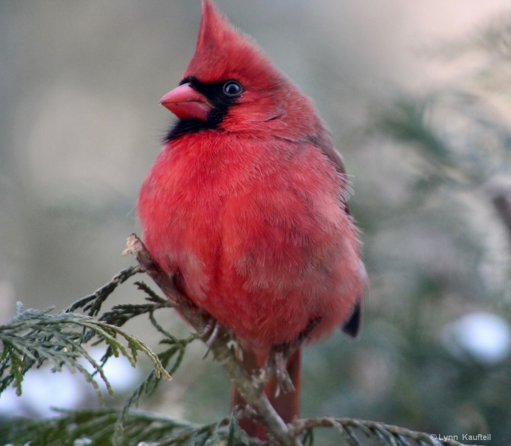 Cardinal in January