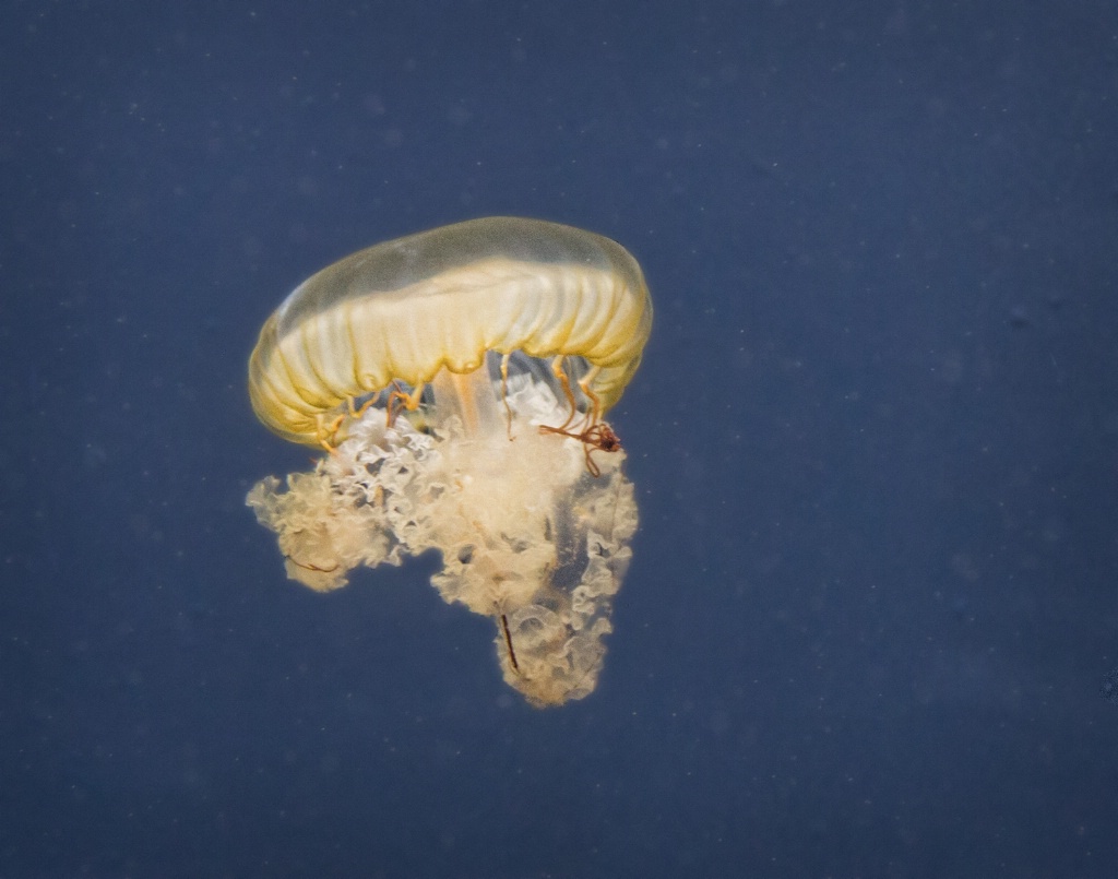 Another Jelly - ID: 15514231 © Susan Johnson