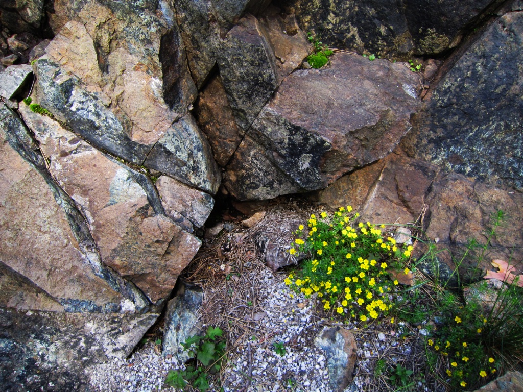 Yellow Rock Flowers